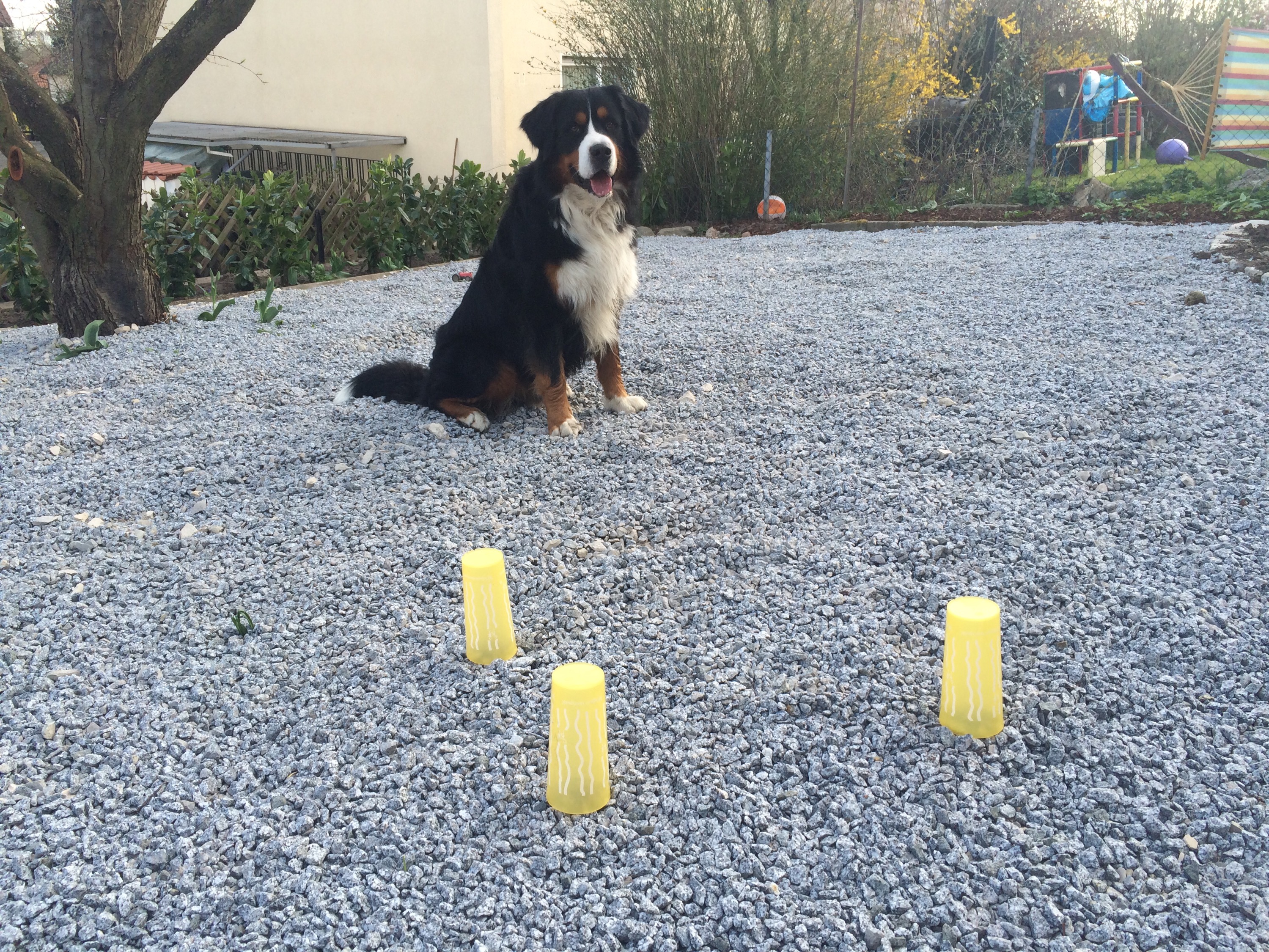 Hundebeschäftigung Tag 5 Hütchenspiel