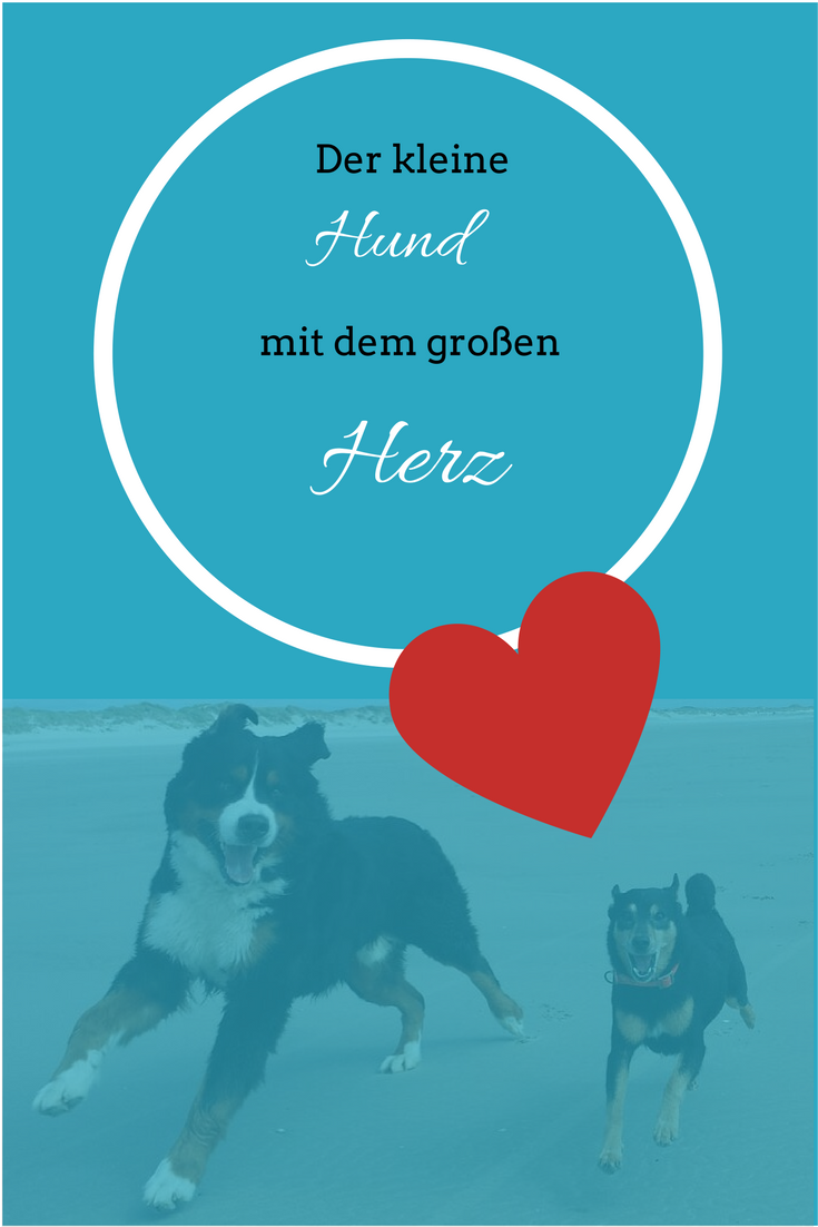 Hund mit Herz (2) Dognomads