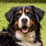 Mo Die Fluse. Das Leben ist ein Ponyhof. Flitzt und schnüffelt mit Vollgas durchs Leben. Talentierter Suchhund. Erfinder der Berner Todesrolle. Hat einen leichten Hang zur Hyperventilation. Vielbader, Rumkugler, Steckenjunkie. Chronisch unterstreichelt und mit Aufmerksamkeits-Defizit-Syndrom. Liebt Fleisch, Grünzeug und knuspriges Gebäck. Talentiert im kleinfalten und hat einen ausgeprägten Tragetick.
