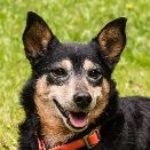 Murphy Der Terrier.
Rüdenprinzessin mit Hang zur Diva. Stepptanzender Derwisch mit chronischer Ungeduld. Nicht jedes Leckerchen wird seinen Ansprüchen gerecht. Verfechter des geregelten Tagesablaufs. Pünktlichkeit, Struktur und Einhaltung der Regeln sind seine höchsten Werte. Hasenjäger, Rumkugler mit Tendenz zu Naturparfüm, Vielkommentierer und Mister Oberwicht(ig). Pansenstaubsauger, Krustentier-Liebhaber und Keksjunkie. Kunststückchen-Schnelllerner und Krankenschwester aus Leidenschaft.