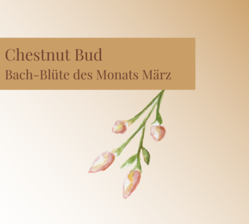 Chestnut Bud