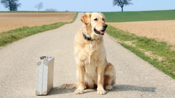 Hund sitzt mit Koffer